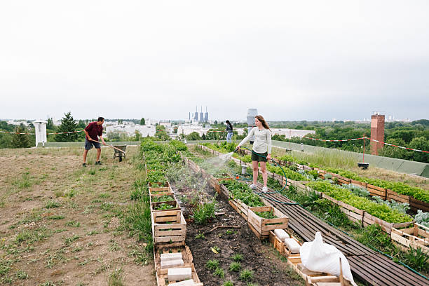 istock Summer: young adults watering plants on a rooftop community garden 2225002120