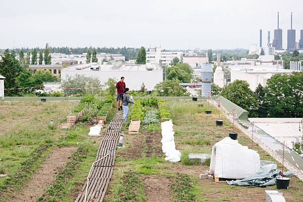istock Summer: young adults watering plants on a rooftop community garden 2225002125