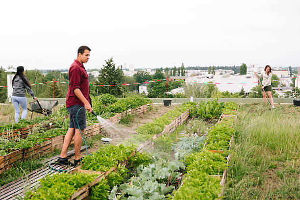 istock Summer: young adults watering plants on a rooftop community garden 2225002165