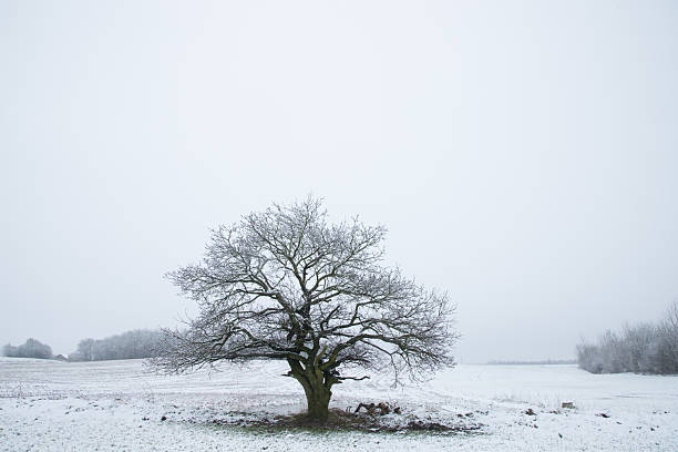 A winter snow landscape with a single large tree against a blue sky.