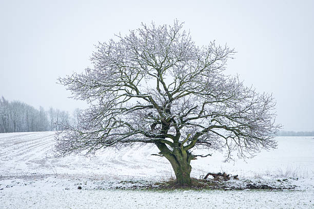 A cold morning with the first snow layer of the season
