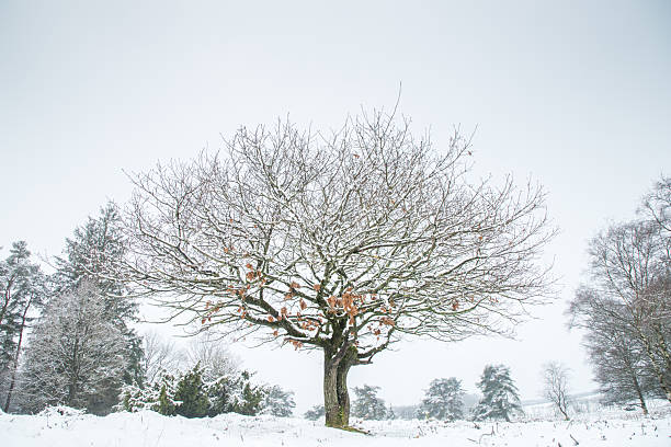istock lone tree low angle in winter landscape with snow on branches 2225004514