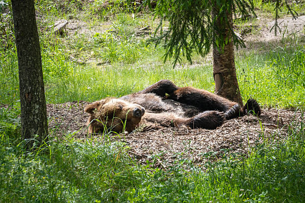 istock Brown Bear Sleeping Peacefully on Forest Floor in Sunlight  Wildlife and Tranquility Concept 2225007338