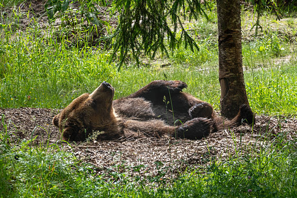 istock Brown Bear Relaxing in Forest Sunlight under Tree  Wildlife and Peaceful Nature Moment 2225007438