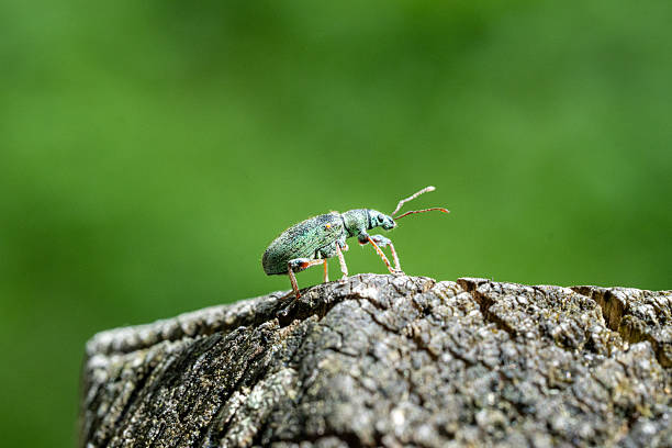 Metallic Green Weevil Beetle on Textured Tree Bark with Vibrant Green Background  Detailed Macro Photo for Nature, Entomology or Science Themes