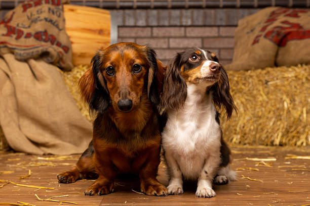 Two Small Dogs in Cozy Barn-Themed Portrait