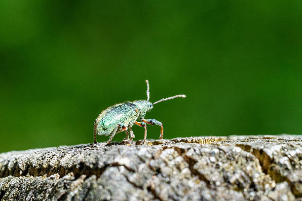 istock Iridescent Green Beetle on Weathered Tree Stump  Close-Up Macro Insect Photography with Vibrant Natural Green Background for Educational or Editorial Use 2225009070