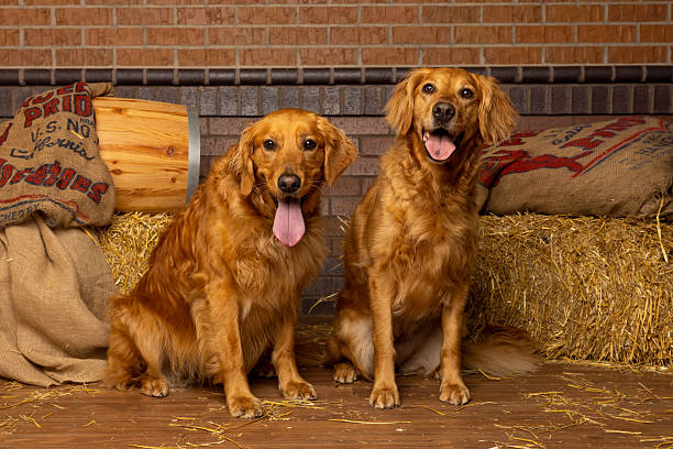 Dogs playing in the park