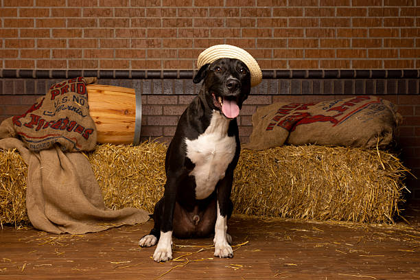 istock Dog Wearing Straw Hat in Rustic Barn Scene 2225009093