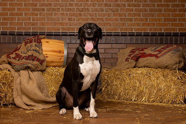 Black and White Dog in Rustic Barn-Themed Portrait