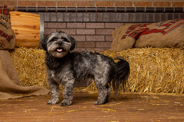 Happy gray and black fluffy dog standing on barn floor with straw, burlap sacks, and brick wall backdrop. Charming rural-inspired pet portrait full of warmth, personality, and cozy textures.
