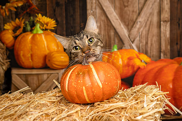 istock Tabby Cat Peeking Over Pumpkin in Autumn Barn Scene 2225009407