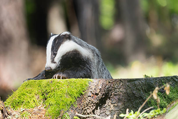 istock European badger portrait on a stump. 2225009587