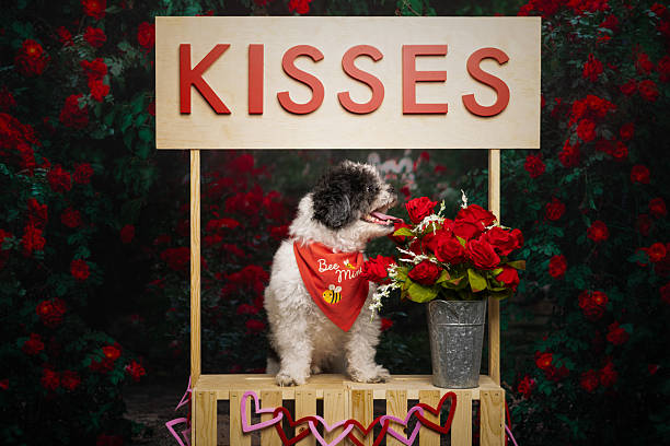 istock Shih Tzu Sniffing Roses at Kissing Booth 2225009833