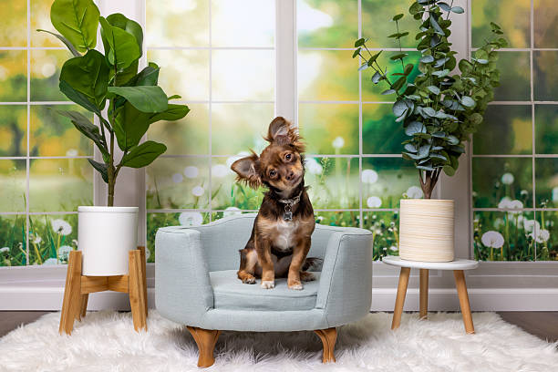 Cute brown dog with upright ears sits on a modern light-blue chair in a cozy, sunlit room. Surrounded by houseplants and white rug, the space has a fresh spring vibe with soft natural light.