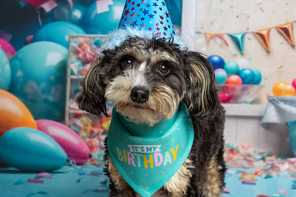 istock Birthday Dog Portrait with Balloons 2225009885