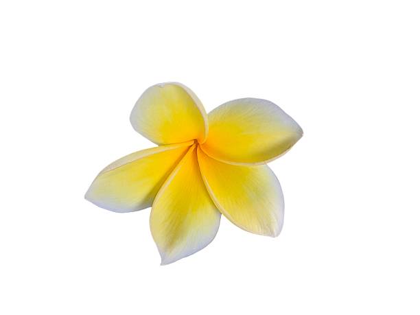 istock Plumeria flower 2225010138