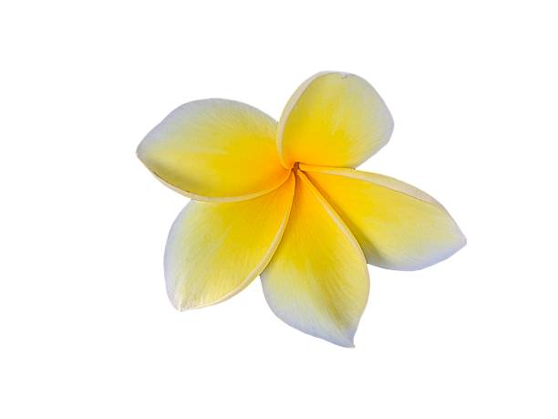 istock Plumeria flower 2225010143