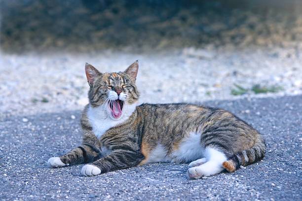Funny cat sunbathing at the backyard and yawns.