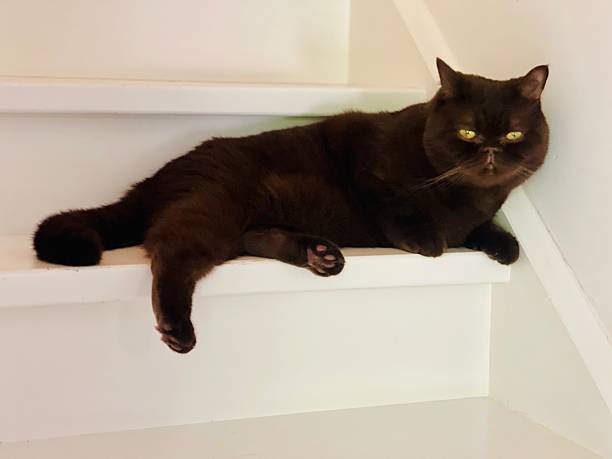 istock Brown British shorthair cat waiting on stairs 2225011425