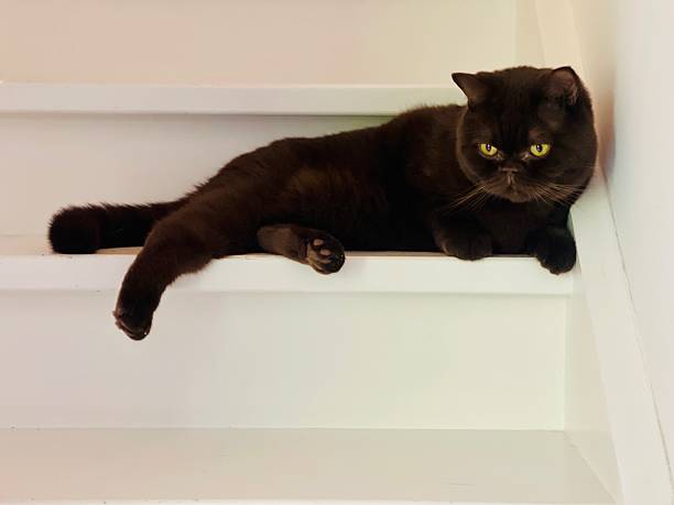 istock Brown British shorthair cat waiting on stairs 2225011452