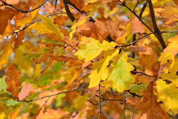 istock Autumn Oak Leaves in Sunlight on the tree close up 2225012680