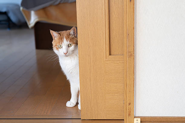 istock Cat peeking through the door gap 2225013495