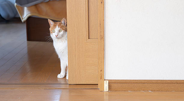 istock Cat peeking through the door gap 2225013522