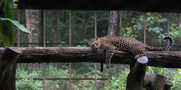 Leopard in cage at zoo. Wild animals in captivity concept.