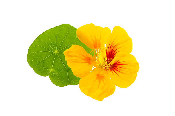 istock nasturtium flowers and leaves on a white background 2225015604