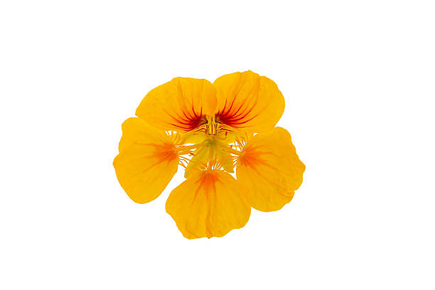 Red and yellow flowers in vase on the street.