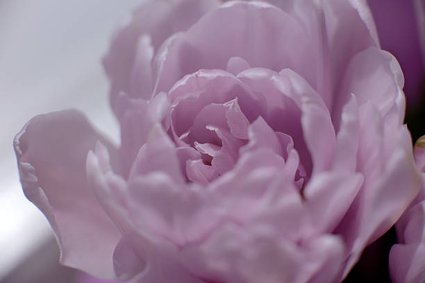 istock close up of tulip flower. Harmony 2225016498