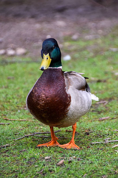 istock A male mallard duck 2225018277