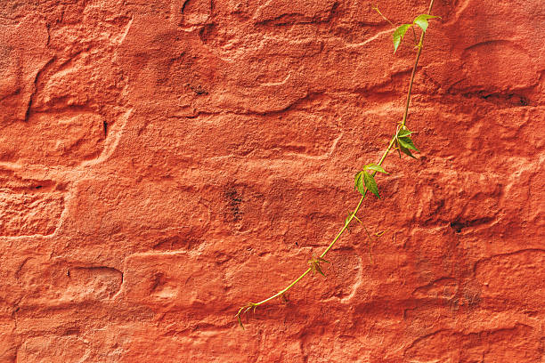 Green plant branch against orange brick wall as background