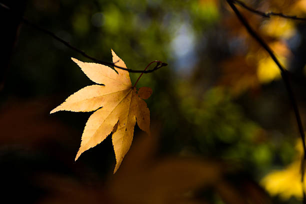 istock Yellow leaves transparent under the sunlight 2225022204