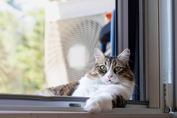 Relaxed Norwegian Forest Cat Lying by Glass Door in Daylight