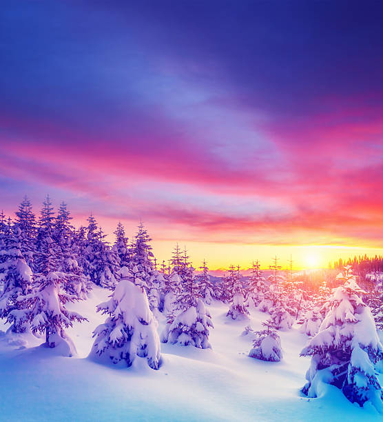 Perfect evening winter landscape with spruce trees.