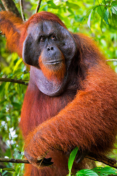 Bukit Lawang, Sumatra