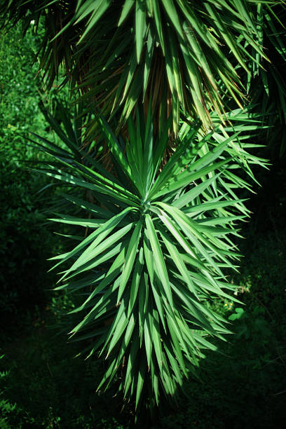 Close-up view of a Yucca plant with long, pointed green leaves illuminated by dappled sunlight. The sharp, radiating leaf pattern stands out against a darker, lush background, showcasing the plant’s geometric form and resilient character. The image emphasizes both texture and structure in a natural environment.