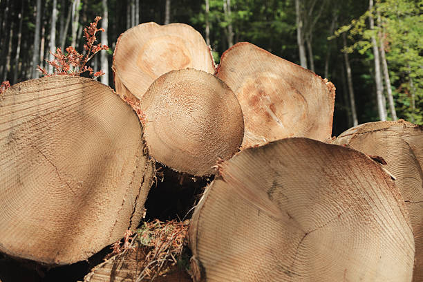 Freshly cut logs stacked in a clearing on the edge of a dense forest. The cut wood displays visible growth rings and textures, suggesting recent tree felling. The scene reflects both the raw material and environmental implications of logging activities.