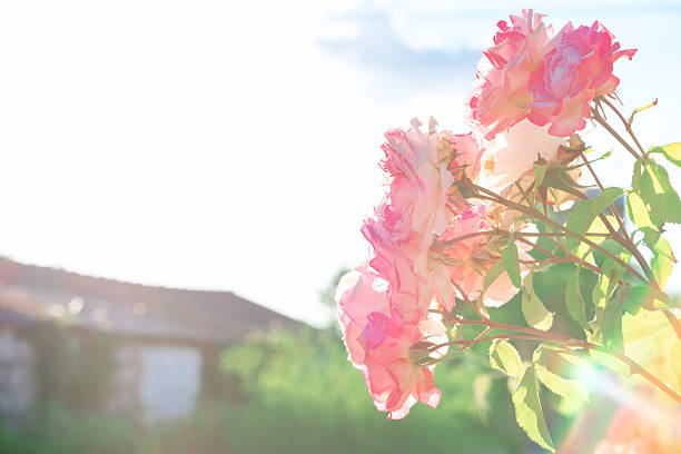 Pink roses bloom in the sunlight, their petals catching the soft glow. Growing roses in a garden setting, with a blurred background of a house and trees