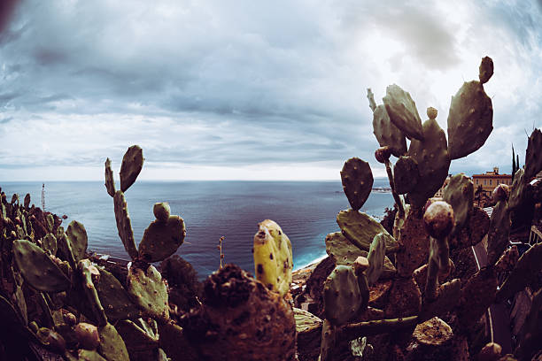 A vibrant fisheye coastal view framed by green prickly pear cacti, overlooking azure Mediterranean waters, steep hillsides, and charming Italian scenery under a dramatic overcast sky.