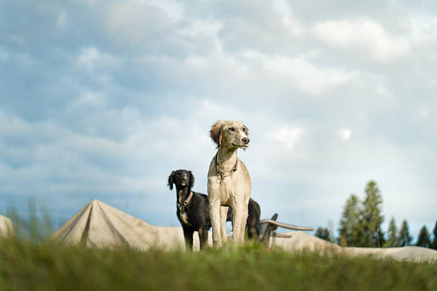 Dog Portrait - Friendly Domestic Pet With Expressive Eyes