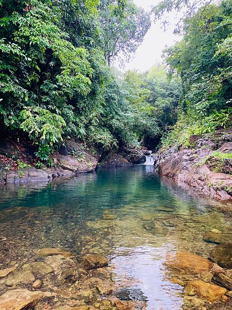 istock Whispering Waters of the Hidden Forest 2225033623