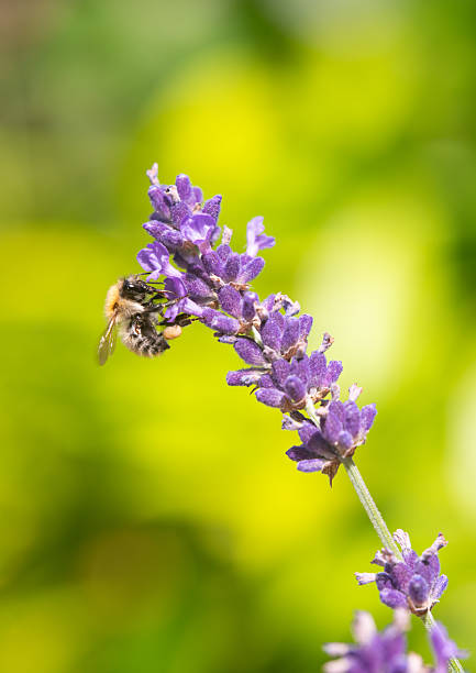 An industrious honeybee collecting pollen from a lavender plant.