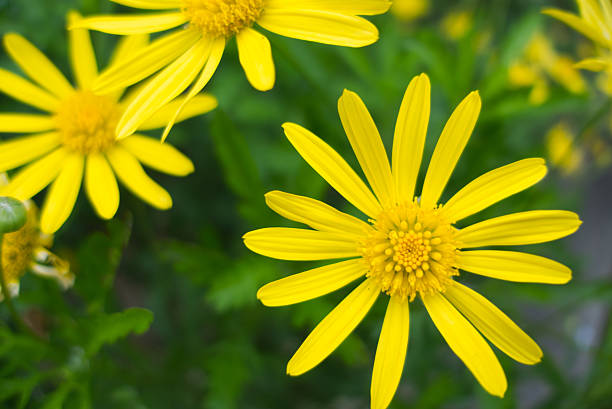 istock Yellow Marguerite Daisy 2225034814