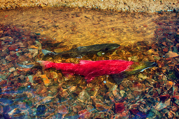 when the salmon are running - blueback (Oncorhynchus nerka, male) in the shallow of watercourse - life force, vital force, vital energy