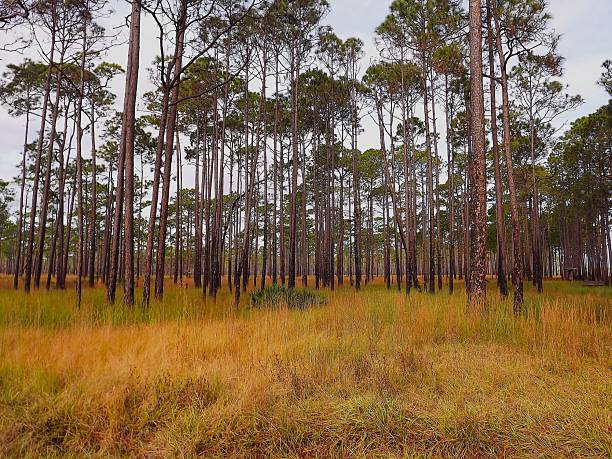 Ochlockonee RIver State Park and Saint Mark's National Wildlife Refuge