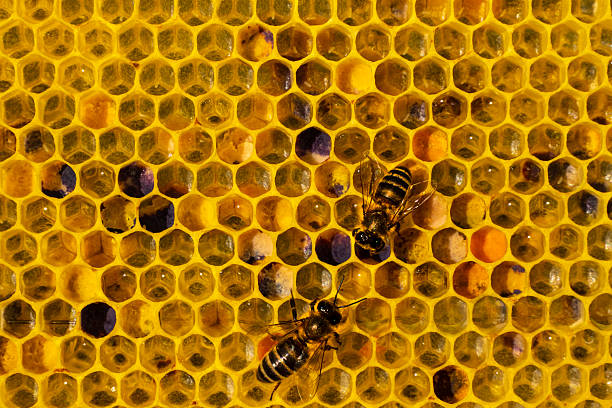 honey bees on white background