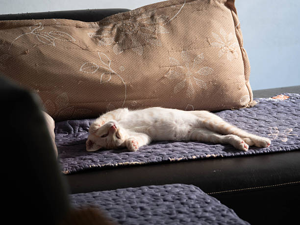 Adorable orange tabby kitten sleeping peacefully on a soft blanket in warm natural light. Close-up of a cute cat resting comfortably indoors. Perfect image for pet care, relaxation, comfort, and domestic animal themes.